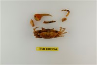 藏品(窄管招潮蟹)的圖片